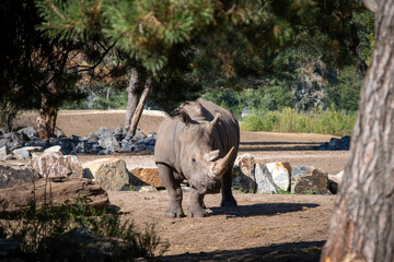 rhino in the zoo