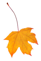 lose-up of a colorful autumn maple leaf isolated on transparent background. Vibrant orange and yellow tones highlight the beauty of fall season and natural details. PNG