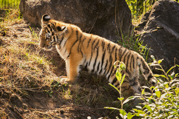 tiger cub in the zoo