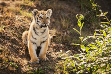 bengal tiger cub