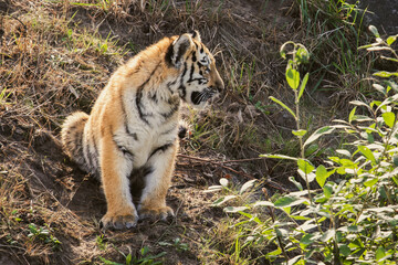 Tiger cub