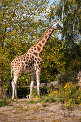 giraffe in the zoo