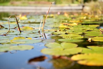 Versteckter aufgetauchter Frosch im Teich zwischen Seerosenblättern © landscapephoto