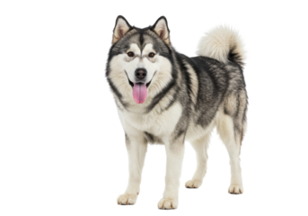 Isolated Alaskan Malamute dog standing in a studio looking ahead with an open mouth smile