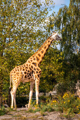 giraffe in the zoo