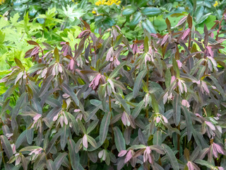 Euphorbia dulcis Chameleon ornamental plant