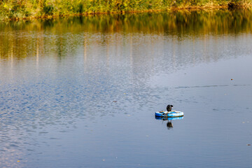 Peaceful waterscape featuring a solitary coot resting on a buoyant blue tire, reflecting serenity and natural beauty in a tranquil setting, ideal for nature and environmental themes