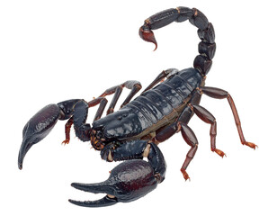 Black scorpion with claws raised isolated on transparent background