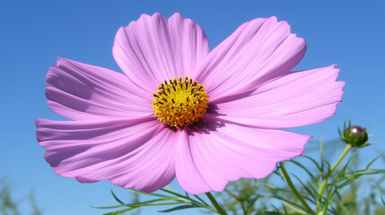 Fototapeta premium 青空に咲く一輪のコスモス