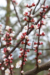 An apricot tree is blooming in the garden