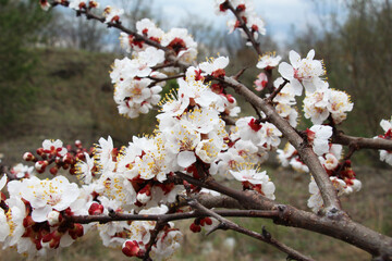An apricot tree is blooming in the garden