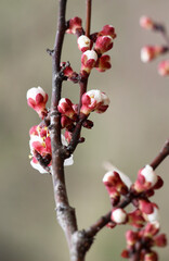 An apricot tree is blooming in the garden