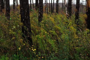 Obraz premium Yellow Wildflower Growth in a Burnt wood