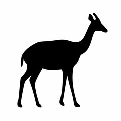 Fototapeta premium Black Silhouette of an Elegant and Graceful Female Kudu Antelope