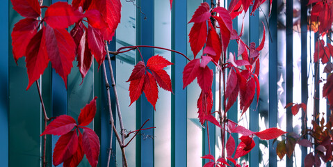 Bright red leaves of maiden grapes on green wall. Autumn vine plant with vibrant color. Fall season nature background. Selective focus, shallow depth of field photography. Parthenocissus quinquefolia.
