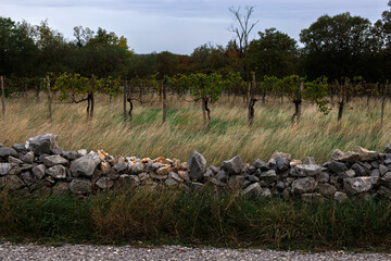 Organic vineyard on a meadow behind a dry stone wall