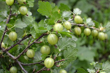 Branch of gooseberries with berries