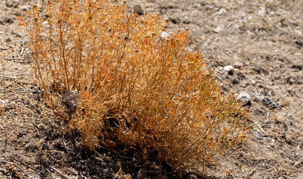 annual everlasting or immortelle. 