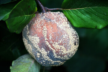 Fruit rot of quince damaged by moniliasis (Monilinia)