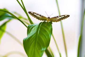 Breeding tropical exotic butterflies at home. studing exploration of living world,  insects, entomology. Girl holding Parthenos sylvia on hand, nectar feeding. butterfly hatching, chrysalis, pupa.