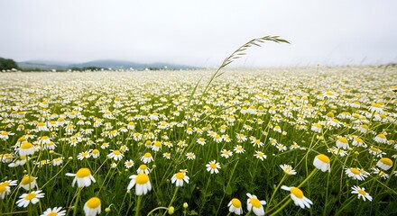 Beautiful Chamomile Field.
