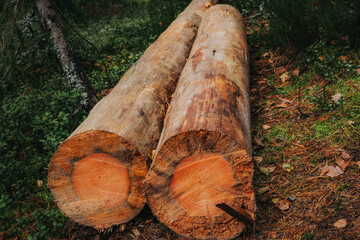 Two large tree trunks, cut down and placed on the forest floor, with bright orange tree rings and...