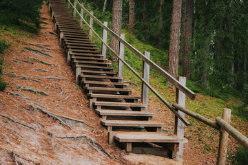 Wooden steps with railings lead up a pine-covered forest hill surrounded by exposed tree roots and mossy ground, blending in with the natural terrain.