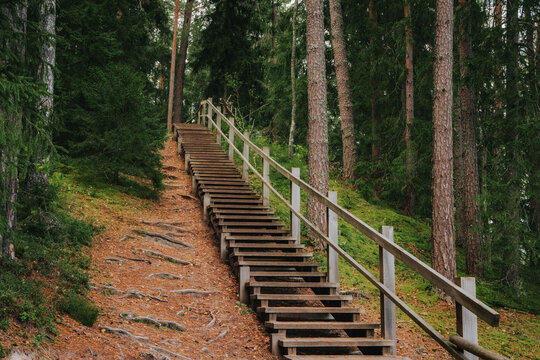 Wooden steps with railings lead up a pine-covered forest hill surrounded by exposed tree roots and mossy ground, blending in with the natural terrain.