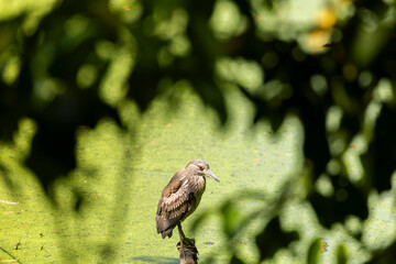 great blue heron on branch