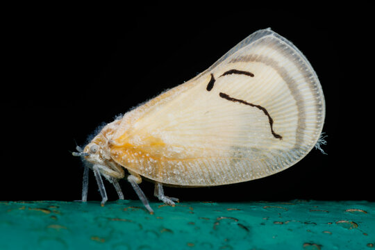 Flatid Planthopper (Cerynia albata) perched on green surface &ndash; Bukit Tinggi, Malaysia