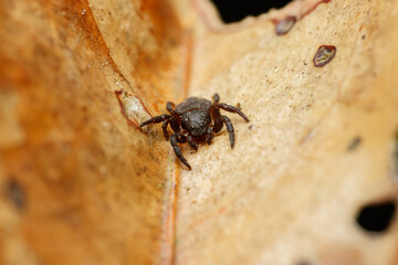 Boliscus Crab Spider on Leaf Litter – Bukit Tinggi, Malaysia