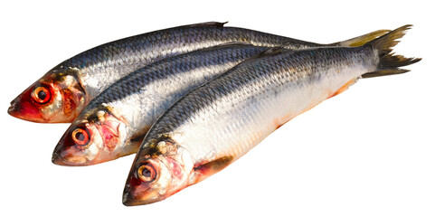 Fischarten