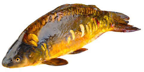Fischarten