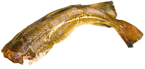 Fischarten