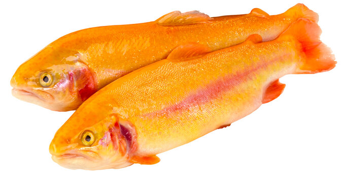 Fischarten