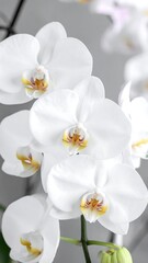 Obraz premium Close-up of pristine white orchids