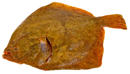 Fischarten