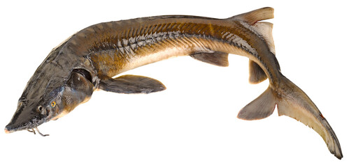 Fischarten
