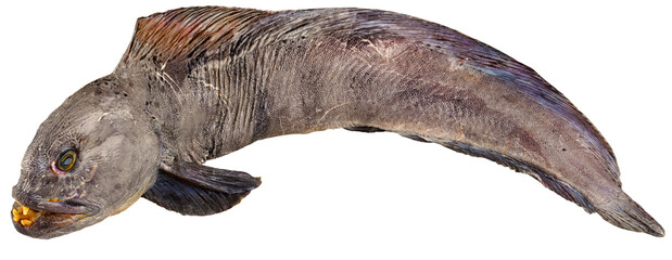Fischarten