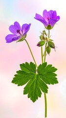 Close-up of purple wildflowers