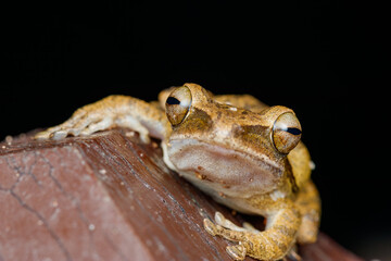 Four-lined Tree Frog Frontal Portrait – Polypedates leucomystax with Expressive Eyes