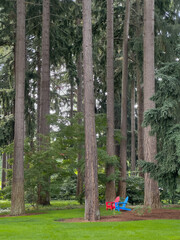Two bright Adirondack chairs sit empty, but inviting on a pristine green lawn under towering pine and  fir trees.
