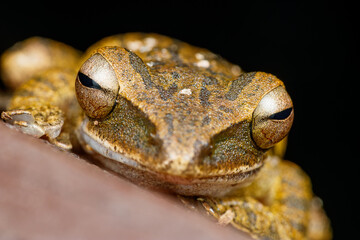 Front Portrait of Four-lined Tree Frog in Bukit Tinggi