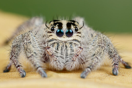 Hyllus diardi Jumping Spider Macro Close-up