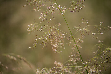 Close up of hairgrass (Deschampsia cespitosa) swaying in wind with natural blurred background