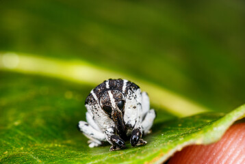 Close-up of striking black and white weevil on green leaf