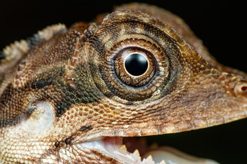 Great Anglehead Lizard Close-up (Gonocephalus grandis)