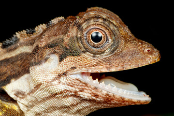 Great Anglehead Lizard Close-up (Gonocephalus grandis)