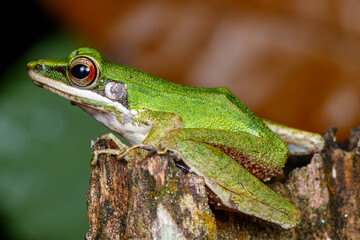 Copper-cheeked Frog on Wooden Log