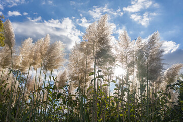 Pampas Grass Glowing in Afternoon Sunlight